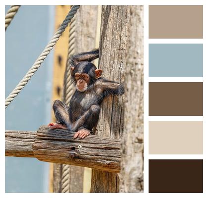 Monkey Animal Nature Primate Image