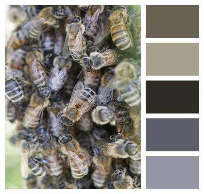 Bees Swarm Honey Bees Bee Colony Image