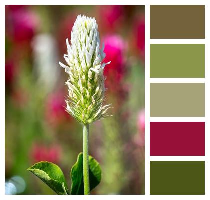 Clover Plant Bloom Image