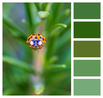 Ladybug Nature Flora Animal Image