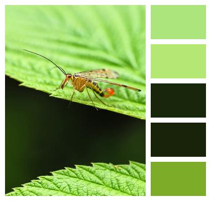 Fly Close Up Nature Scorpion Fly Image