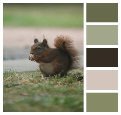 Netherlands Red Squirrel Grass Fauna Image