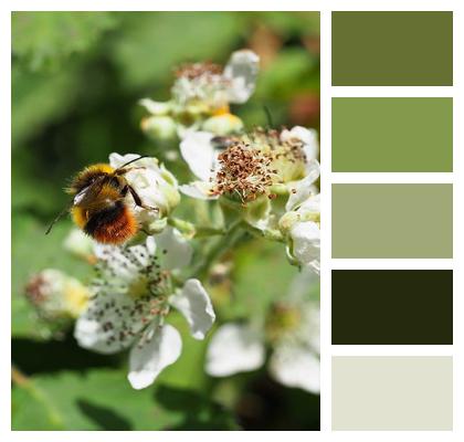 Insect Blossom Bumblebee Pollinate Image
