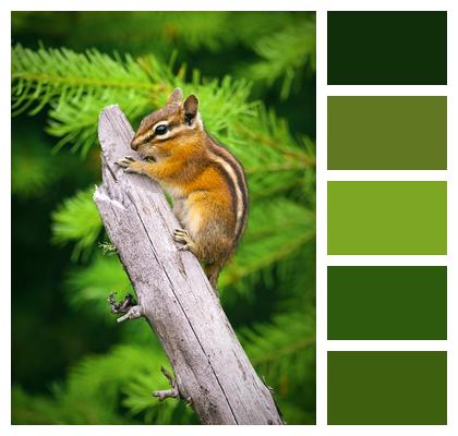 Chipmunk Mammal Wildlife Nature Image