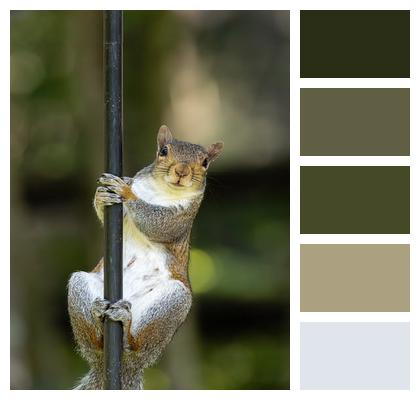 Iron Squirrel Pole Wildlife Image