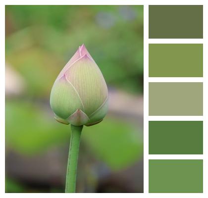 Lotus Bloom Flower Wallpaper Botany Image