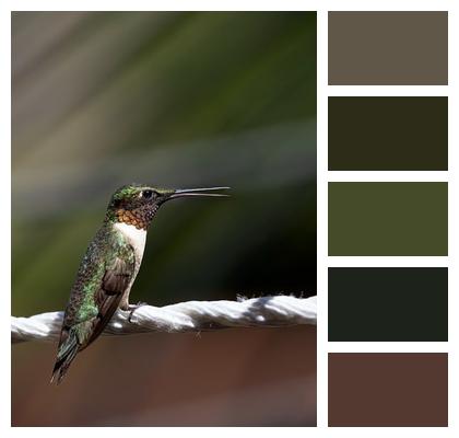 Ipad Wallpaper Ornithology Bird Samsung Wallpaper Image