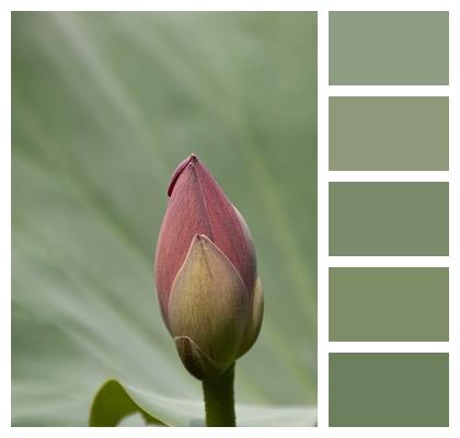 Lotus Plant Flower Pink Image