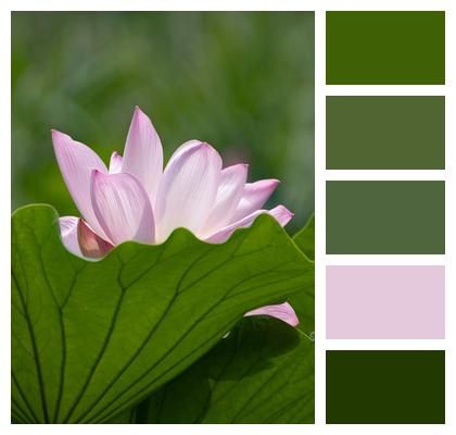 Flower Blossom Pond Summer Image