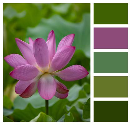 Pink Bloom Blossom Plant Image
