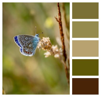 Fauna Pollination Nature Common Blue Image