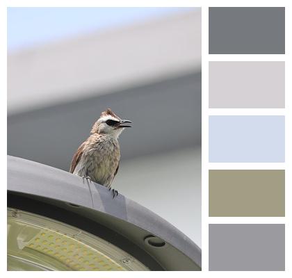 Nature Yellowvented Bulbul Animal Bulbul Image