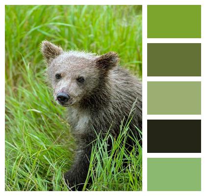 Mammal Animals Grizzly Bear Image