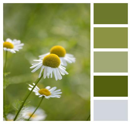 Wildflowers Chamomile Composites Nature Image