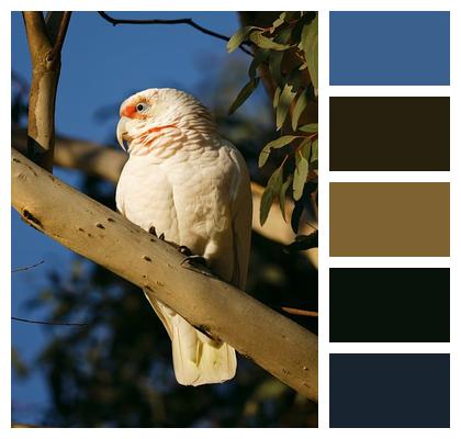 Branch Australian Nature Animal Image
