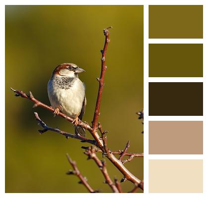 Branch Perched Bird House Sparrow Image