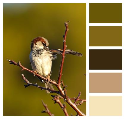 Branch Wildlife Avian Bird Image
