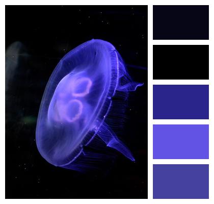 Cnidarian Fauna Tentacles Sea Animal Image