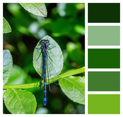 Closeup Blue Eurasian Bluets Insect Image