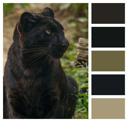 Animal Nature Panther Image