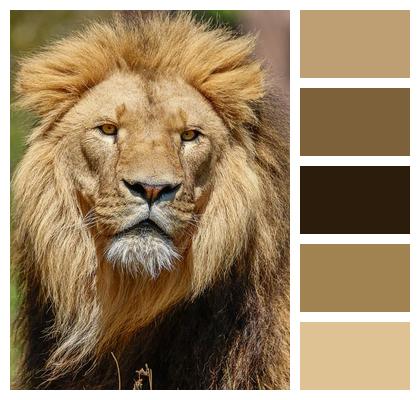 Animal Predator Nature Lion Image
