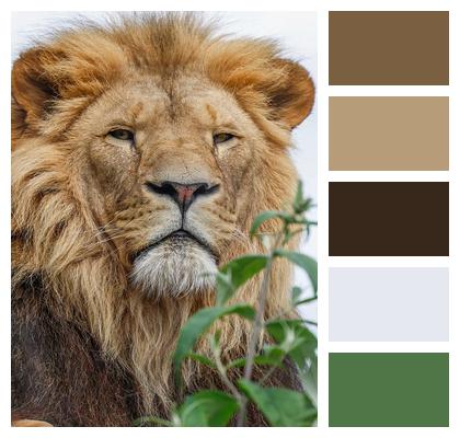 Lion Animal Predator Nature Image