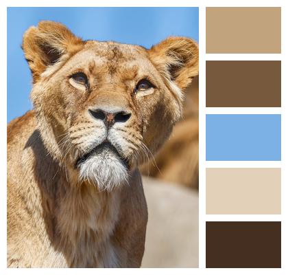 Nature Lion Predator Animal Image