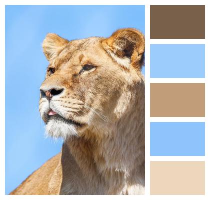 Predator Nature Lion Animal Image