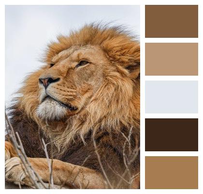 Nature Animal Lion Predator Image