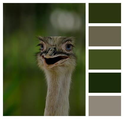 Animal Nature Bird Wildlife Image