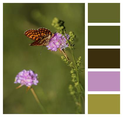 Fritillary Nature Butterfly Macro Image