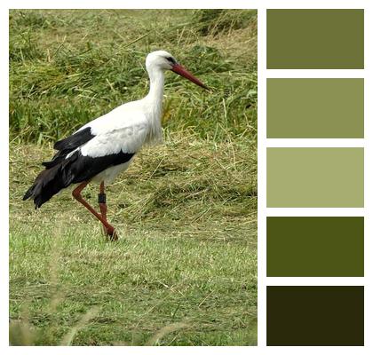 Meadow Bird Nature Grass Feathers Image