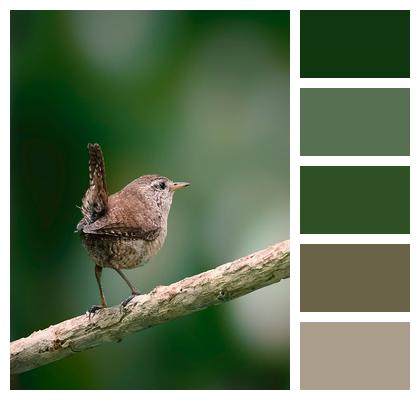 Plumage Feathers Avian Wren Image