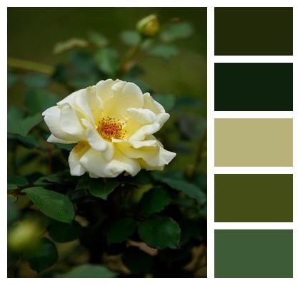 Flower Background Petal Branch Plant Image