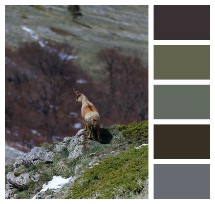 Italy Chamois Mammal Wild Image