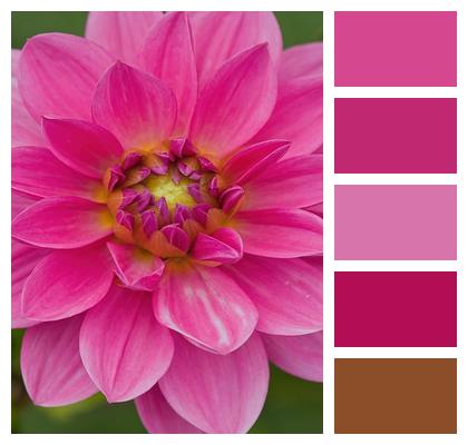 Makro Pink Flora Beautiful Flowers Image