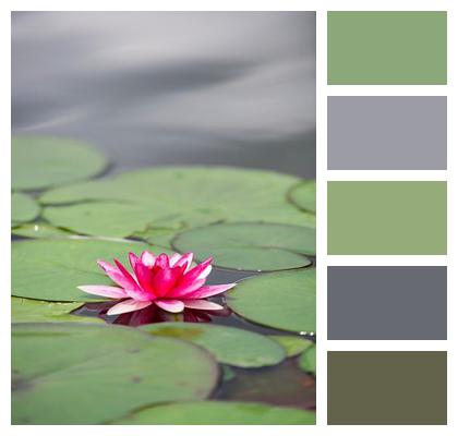Flower Background Flowering Flower Lotus Image
