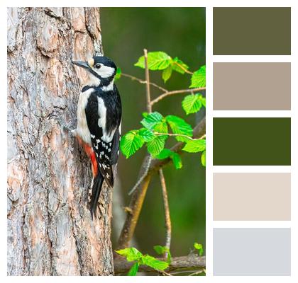 Wildlife Climb Forest Tree Image