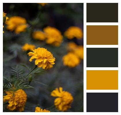 Flower Flower Background Garden Beautiful Flowers Image