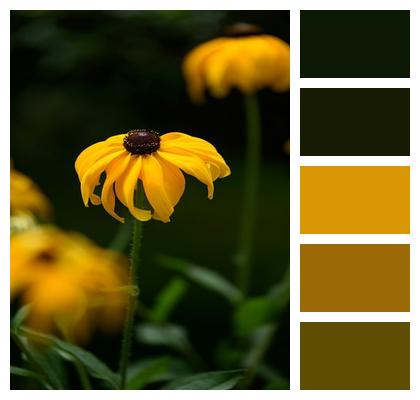Nature Chrysanthemum Yellow Plant Image
