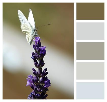 Butterfly Minimalism Animal Detail Image
