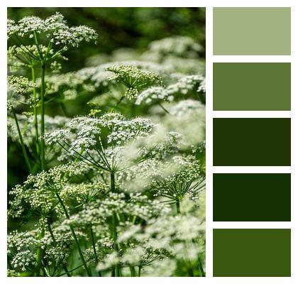 Floral Background Nature Grass Plant Image