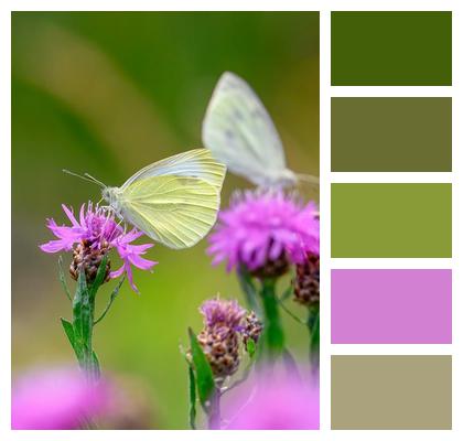 Vanessa Atalanta Eco System Entomology Insect Image