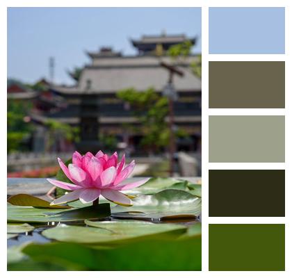 Outdoor Lotus Summer Sunshine Image