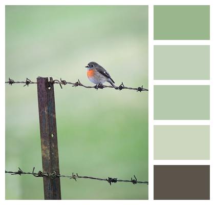 Australia Ornithology Barbed Wire Avian Image