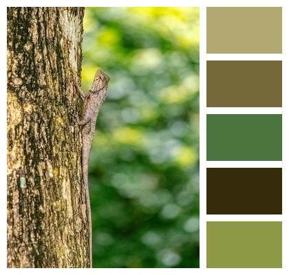 Forest Nature Photographer Image