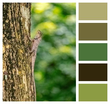Wildlife Animal Nature Photographer Image