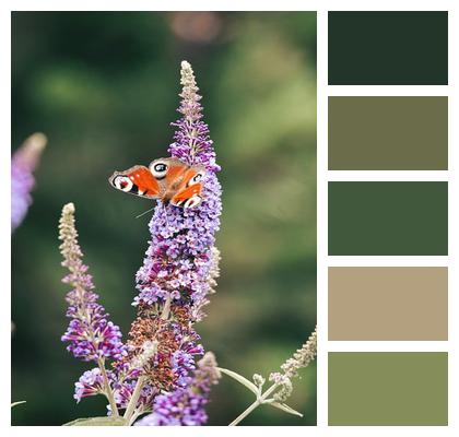 Lilac Flower Flower Background Nature Image