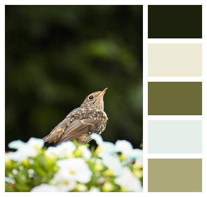 Nature Bird Songbird Wildlife Image