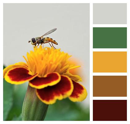 Close Up Small Insect Pollination Image